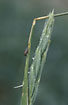 Wet Lyme-grass with a resting fly