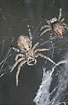 South African social spiders of the species Stegodyphus dumicola (captive)