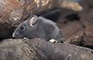 Melanistic for of a Yellow-necked Mouse