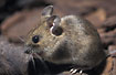 Yellow-necked Mouse (captive)