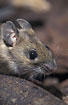Portrait of a Yellow-necked Mouse (captive)