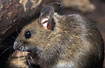 Yellow-necked Mouse (captive)