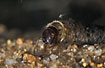 Larvae of the case-bearing caddisfly Sericostoma personatum (studio photo)