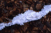Branch with weird ice crystals