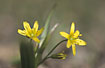 Yellow Star-of-Bethlehem - a typical spring flower
