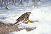 Whites Thrush is a rare guest from Siberia