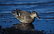 Common Teal - female