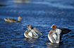 Wigeons flapping their wings