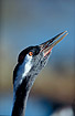 Photo ofCommon Crane (Grus grus). Photographer: 