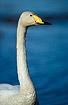 Neck of a Whooper Swan