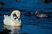Whooper Swan with a male Wigeon in the background