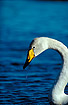 Portrait of a Whooper Swan