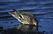 Fouraging Common Teal - female
