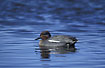 Male teal