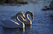 Two Whooper Swans in morning light