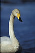 Portrait of a Whooper Swan