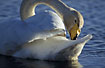 Whooper Swan scratching its rump