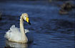 Swimming Whooper Swan