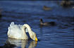 Fouraging Whooper Swan