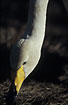 Close-up of a fouraging Whooper Swan