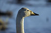 Head of a Whooper Swan