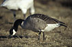 Fouraging Canada Goose