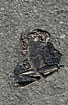 Roadkilled Common Frog