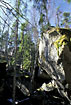 Old swedish pine forest on rocky ground - Tiveden National Park