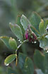Photo ofSea Pea  (Lathyrus japonicus). Photographer: 