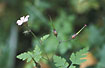 Foto af Stinkende Storkenb (Geranium robertianum). Fotograf: 