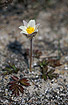 Flowering Pulsatilla vernalis