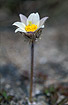 Flower of Pulsatilla vernalis
