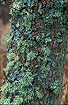 Tree trunk covered with lichens mainly Wrinkled Evernia
