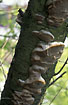 The fungi Phellinus tuberculosa