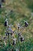 Flowering Pulsatilla pratensis