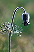 Photo ofSmall Pasque Flower (Pulsatilla pratensis). Photographer: 