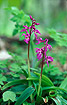 Flowering Early-purple Orchids