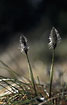 Foto af Tue-Kruld (Eriophorum vaginatum). Fotograf: 