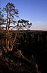 View over swedish pine forest at dusk