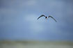 Photo ofLittle Tern (Sterna albifrons). Photographer: 