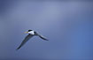 Flightshot of a Little Tern