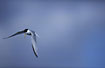 Fouraging Little Tern
