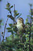 Photo ofSedge Warbler (Acrocephalus schoenobaenus). Photographer: 