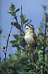 Photo ofSedge Warbler (Acrocephalus schoenobaenus). Photographer: 