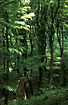 Danish beech forest
