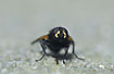 Foto af  (Diptera indet.). Fotograf: 