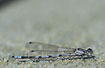 Resting Commmon Blue Damselfly