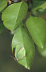 A Green Hairstreak can be well camouflaged