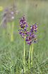 Flowering Green-winged Orchid