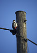 Great Spotted Woodpecker on a pole